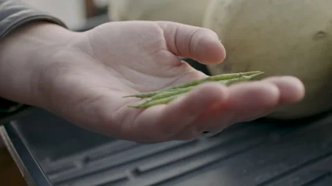 Hands Holding Peas Stock Footage 260277626