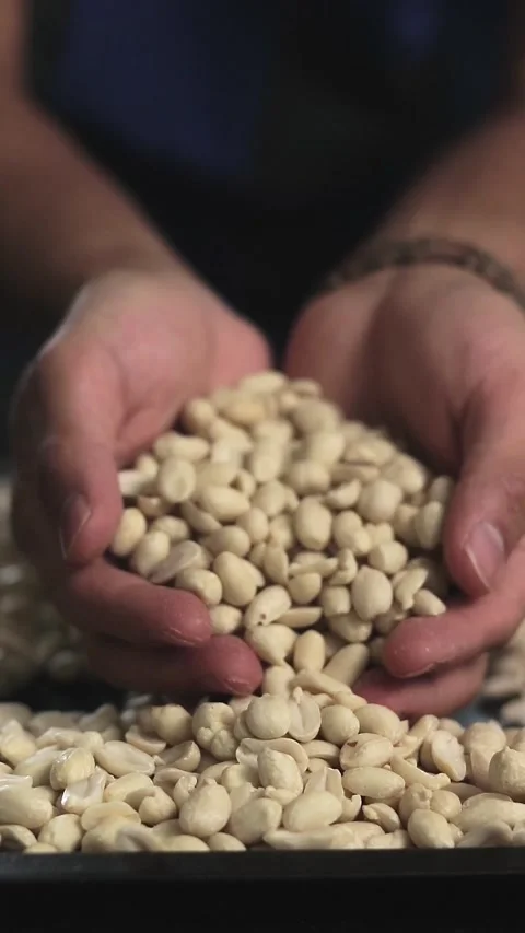 Hands holding peeled peanuts over a pile of nuts Stock Footage 305855976