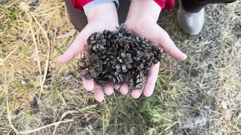 Hands holding pine cones in sunny pine forest Stock Footage 333147328