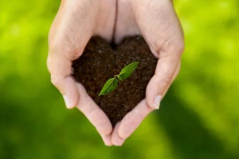 Hands holding plant growing in handful of soil Stock Photos