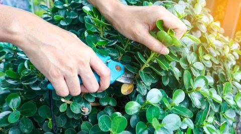 Hands holding pruning shears trimming tree branches concept of taking of pa.. Stock Photos