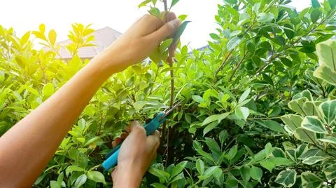 Hands holding pruning shears trimming tree branches concept of taking of pa.. Stock Photos
