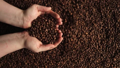 Hands holding roasted coffee beans, close-up shot of coffee beans and hands Stock Footage 338441380