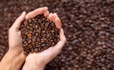 Hands holding roasted coffee beans over blurred background. A pair of cupped Stock Photos