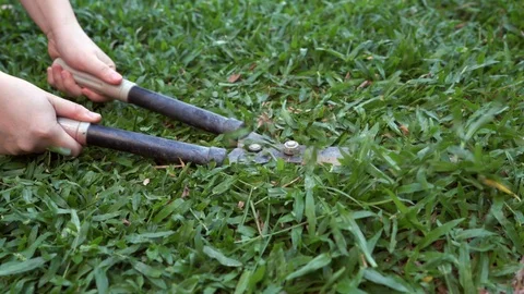 Hands holding rusty Grass shears cutting the grass. 4K footage. 스톡 동영상 124819449