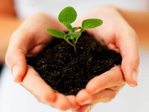 Hands holding sapling Stock Photos