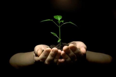 Hands holding sapling Stock Photos
