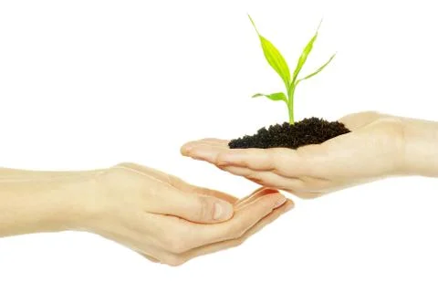 Hands holding sapling Foto stock