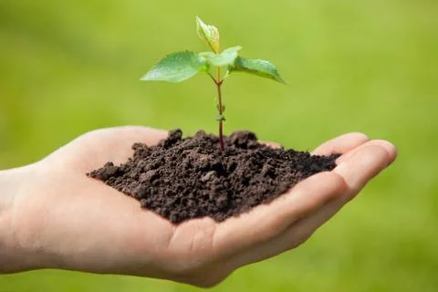Hands holding sapling Stock Photos
