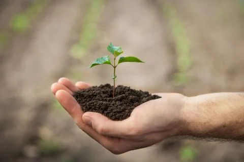 Hands holding sapling Stock Photos