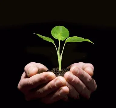Hands holding sapling in soil Stock Photos