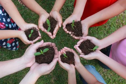 Hands holding sapling in soil surface Stock Photos