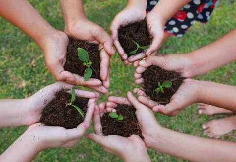Hands holding sapling in soil surface Stock Photos