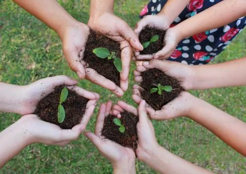 Hands holding sapling in soil surface Stock Photos