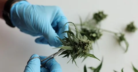 Hands holding scissors and cutting leaves of freshly picked cannabis bud closeup Stock Footage 250761993