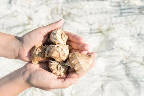 Hands holding sea shells Stock Photos