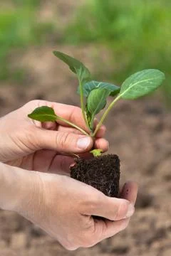 Hands holding seedling of cabbage Stock Photos