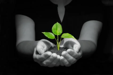 Hands holding seedling Stock-Fotos