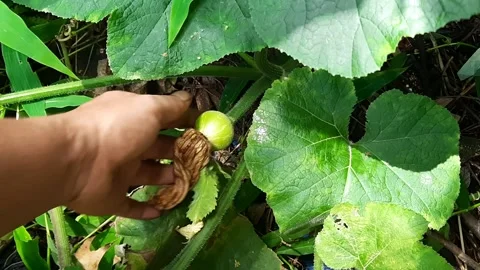 Hands holding small green pumpkin growing on vine outdoors 動画素材 343247205