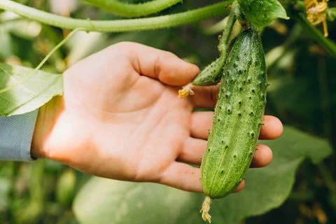 Hands holding small growing cucumber in urban home garden. Urban home gardening Stock Photos