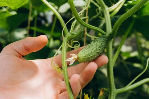 Hands holding small growing cucumber in urban home garden. Urban home gardening Stock Photos