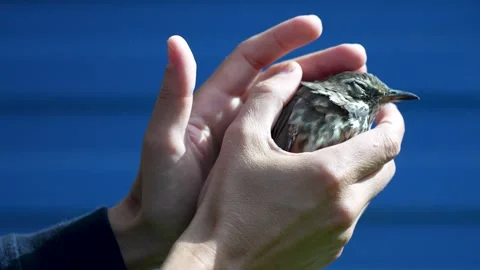 Hands holding a small thrush bird against a blue background Stock Footage 315453524