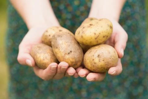 Hands holding some potatoes Stock Photos