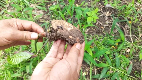 Hands holding a sprouting mango seed with roots outdoors over green grass Stock Footage 343246802