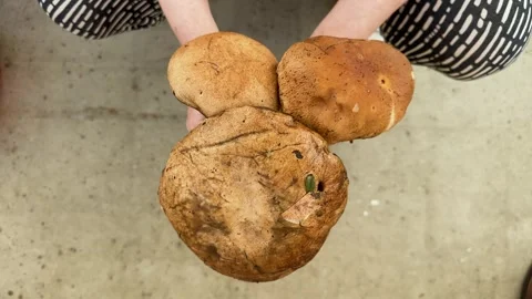 Hands holding three large brown mushrooms close to the camera Видео 347515291
