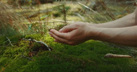 Hands holding a tiny pine sapling in a forest with soft moss on the ground Stock Footage 310421624