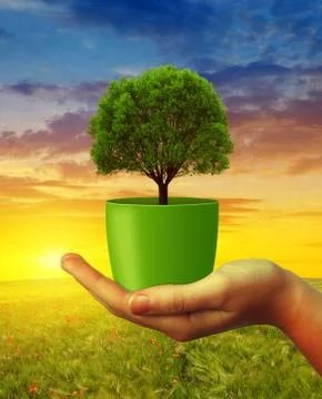 Hands holding tree in pot at sunset. Foto stock