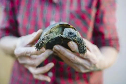 Hands holding a turtle Stock Photos