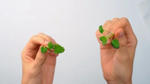 Hands holding two fresh lemon balm sprigs. Pair of hands showing green melissa Stock Footage 342976051