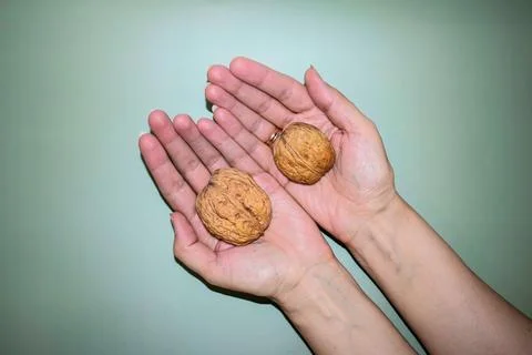 Hands Holding Two Walnuts of Different Sizes on Green Background Stock Photos
