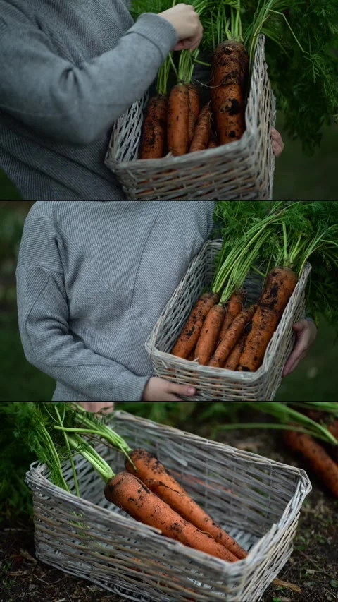 Hands holding wicker basket of fresh organic carrots with green tops. Vídeos de archivo 342269401
