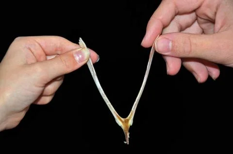 Hands holding a wishbone Stock Photos