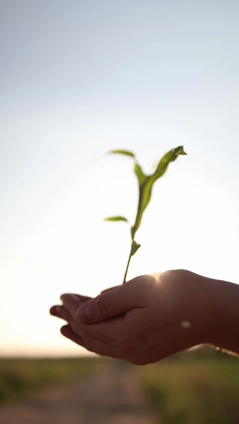 Hands holding young sprout Stock Footage 337941321