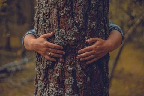 Hands hug a tree trunk in the forest, protecting it. Man cares about nature and Stock Photos