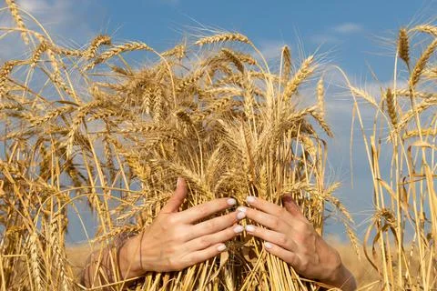 Hands hugging ears of wheat on the background of the field Stock Photos