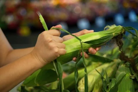 Hands Husking Corn at the Grocery Stock Photos