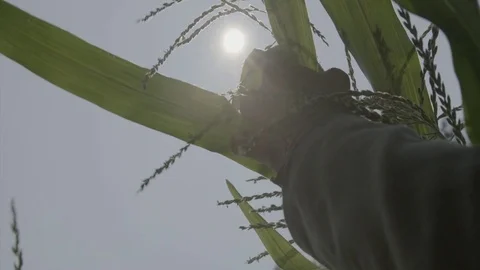 Hands inspect corn crop in summer sun - ready to pick Stock-Footage 81233530