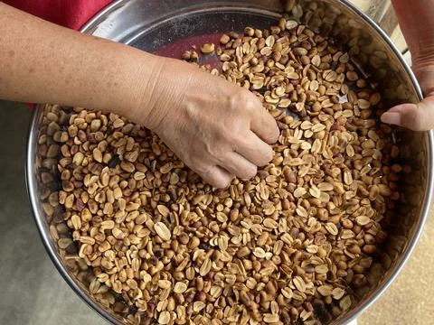 Hands Inspecting Clean Roasted Peanuts In Stainless Steel Bowl Foto stock
