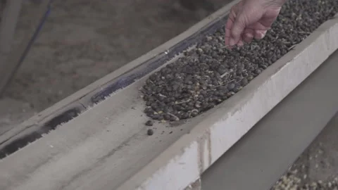 Hands inspecting dry coffee going through production line mat Stock Footage 163426973