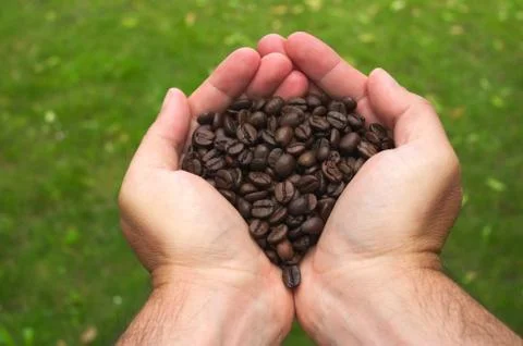 Hands keeping roasted coffee beans. Stock Photos