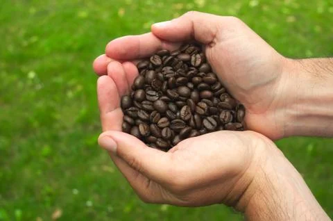 Hands keeping roasted coffee beans. Stock Photos