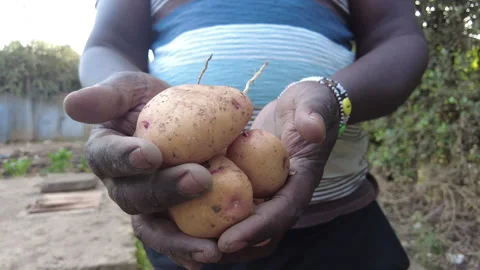 Hands of a Kenyan farmer looking at his potatoes Stock Footage 256093244