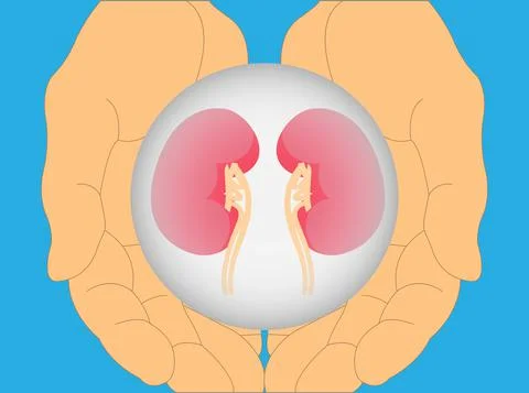 Hands with kidneys Stock Illustration