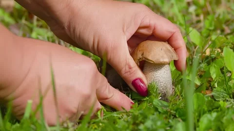 Hands with a knife cut a mushroom in the grass Stock Footage 296581552