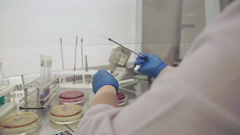 Hands of a laboratory assistant take a sample with a needle from a test tube and Stock Footage 138633746