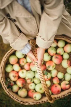 Hands with large basket of apples Stock Photos